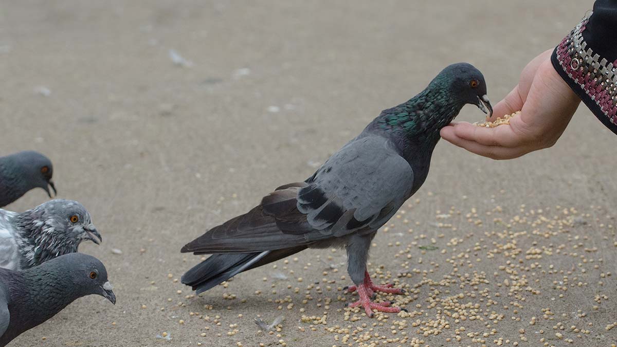 sacred-birds-in-hinduism